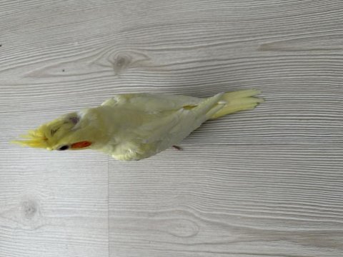 Sarı lutino sultan papağanı yavrusu