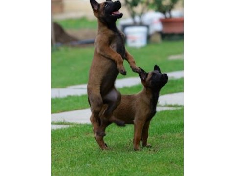 Belçika malinois yavruları 