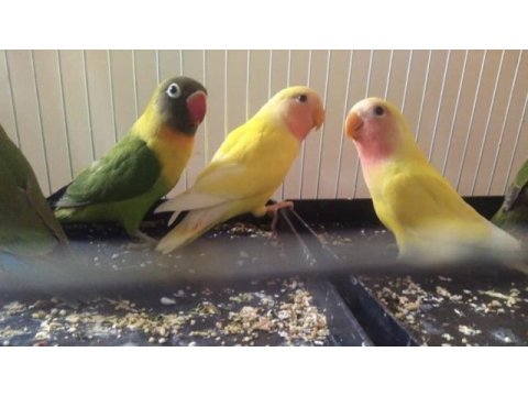 Bebek sevda cennet papağanları