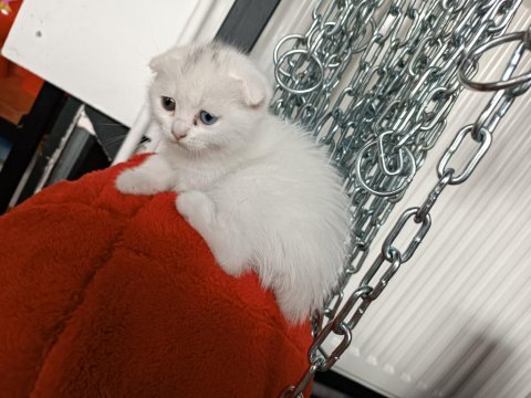 Scottish fold mavi gözlü ve odd eyes yavrular