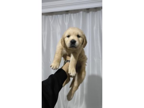 Golden retriever yavrum