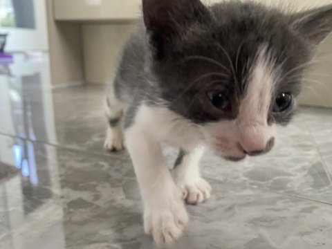 1,5 aylık yavru kedimiz acil yuva