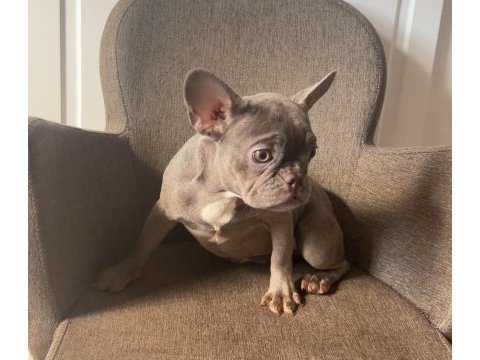 Ev bakımı french bulldog yavrularım