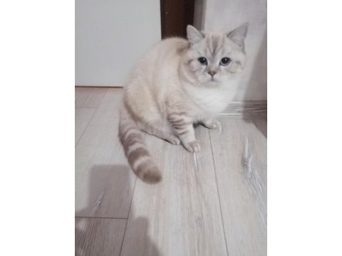 Scottish fold 2 aylık yavru