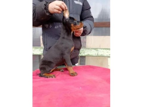 King boy doberman yavrular