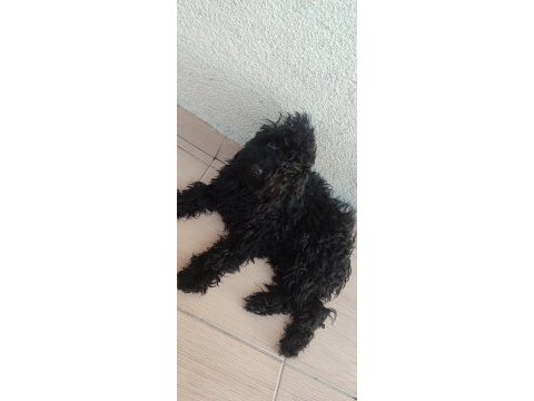 Gecenin dodosu poodle