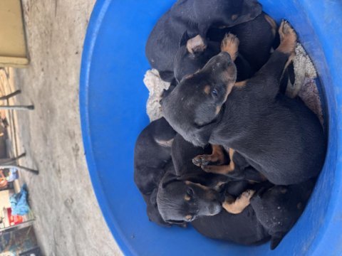 Safkan doberman köpeği yavrular