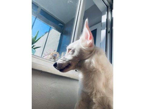 Erkek köpeğimiz olumuz bolt için yuva arıyoruz