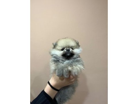 Show kalite tea cup pomeranian boo yavrularımız