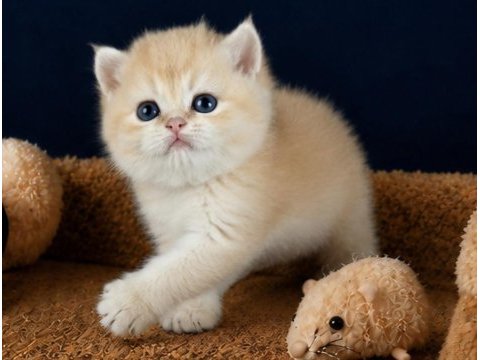 British shorthair ve longhair golden yavrular