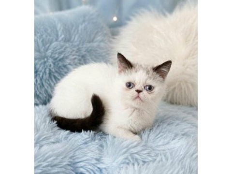 Mini maviş exotic shorthair