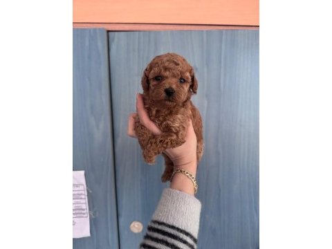 Core toy poodle bebeklerim yeni sahibini bekliyor
