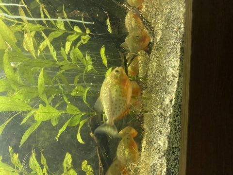 10 12 cm etçil natteri pirana sürüsü 15 adet toplu