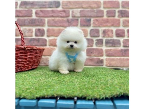 Safkan pomeranian boo yavrularımız