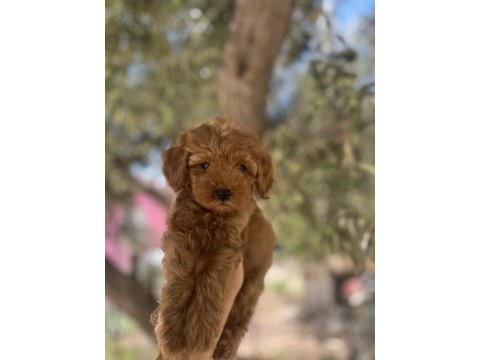 Uygun f2 maltipoo yavrular