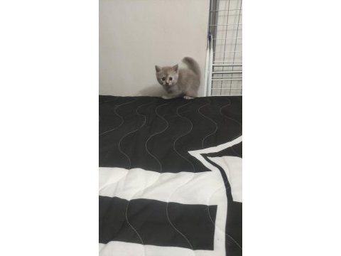 British shorthair 1,5 aylık