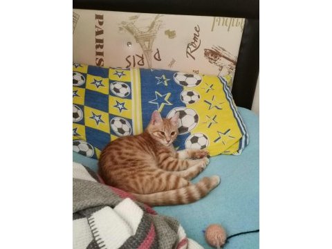 1 yaşında sarman