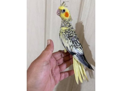 51 günlük harika sultan papağanı bebek