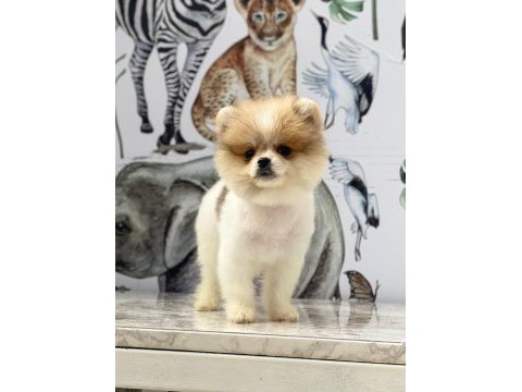 Sevimli pomeranian yavrular