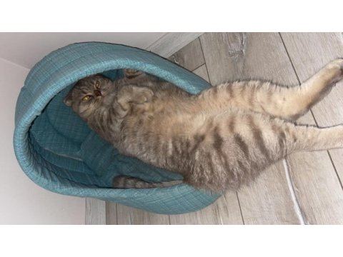 Scottish fold 3 yaşında