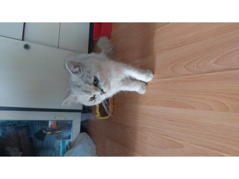 Yetişkin erkek chinchilla