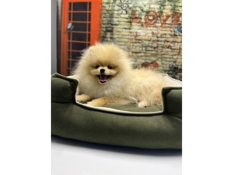 Teacup pomeranian boo erkek yavrumuz @petclubadanaa