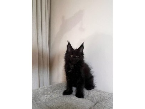 Saf kan şecereli siyah aslan maine coon yavruları