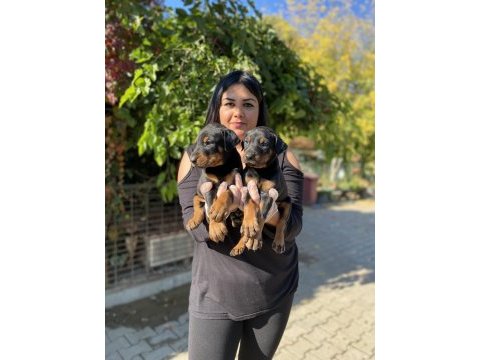 Üst kalite king doberman yavrularım