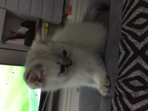 Ayı surat british shorthair yavrumuz