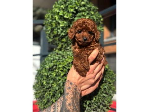 Orjinal kore kan poodle yavrularımız