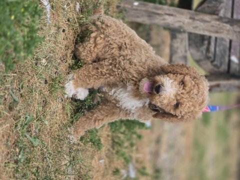 Goldendoodle yavrularımız