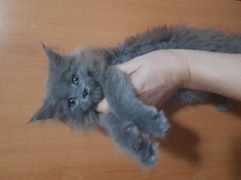 Türkiyenin ilk maine coon üreticisinden eşsiz devler