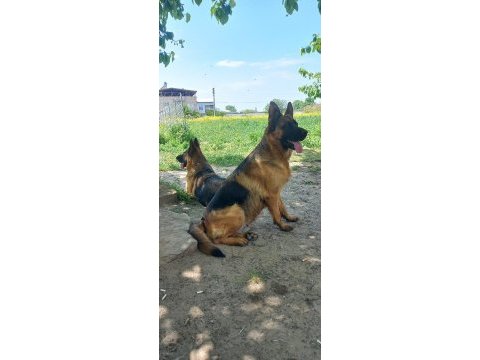 Az insan bol huzur çok köpek isteyenlere alman kurdu