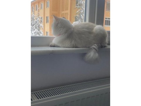 Maviş kızım 9 aylık british longhair