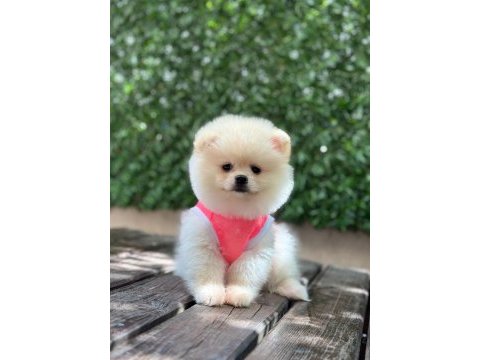 Pomeranian boo köpeği