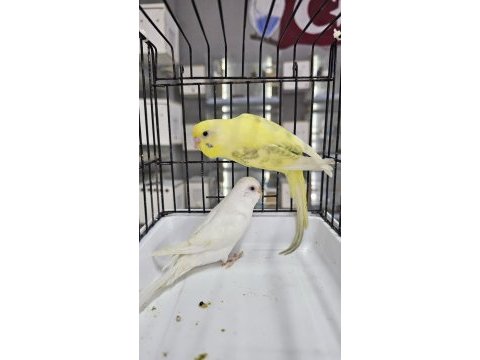 Renk güzeli son çek muhabbet kuşu takımlar açıklamayı okuyun
