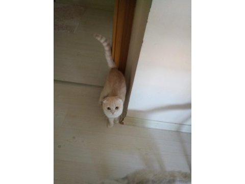 Erkek cins kedimizi sahiplendirme