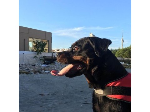 9 aylık dişi şampiyon yavrusu rottweiler safkan