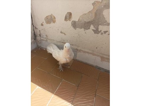 Taklacı değerli süt beyaz sağlıklı güvercin
