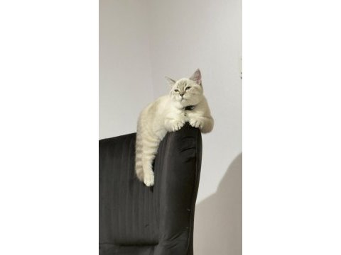 Yakışıklı british shorthair oğlumu sahiplendiriyorum