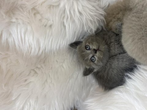 Güzel scottish fold yavrular yeni yuvalarını arıyor