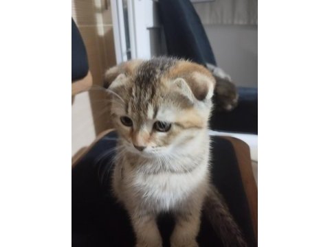 Scottish fold dişi yavru sahiplendirilecek