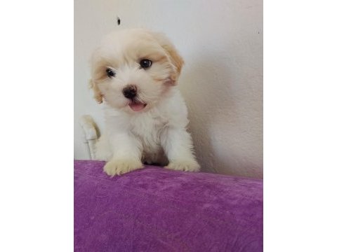 Maltipoo küçük kızım