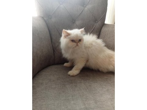 Uygun fiyata iran egzotik longhair