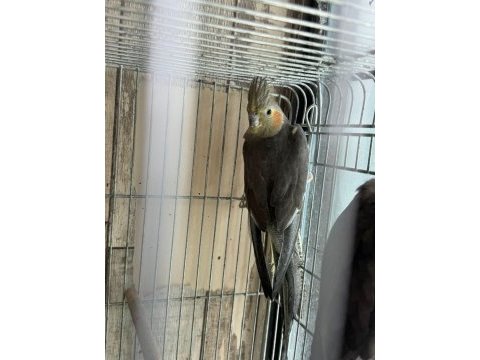 Satılık sultan papağanları – grey ve wf dişi