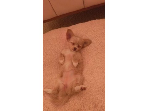 50 günlük chihuahua yavrum