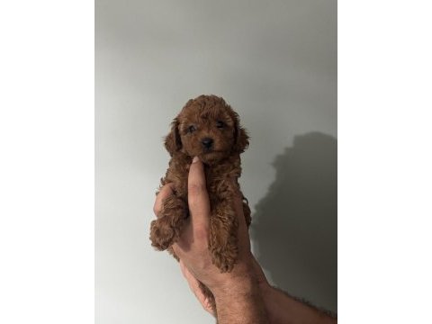 Orjinal ırk red brown renk dişi erkek poodle