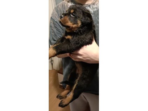 Kalitenin de kalitesi koca kafa erkek rottweiler