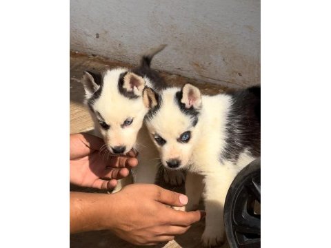 Antalya husky yavru