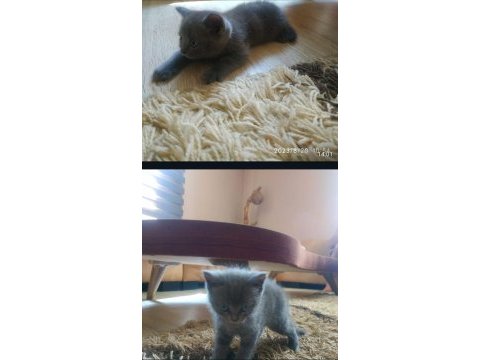 4 adet yavru british shorthair safkan